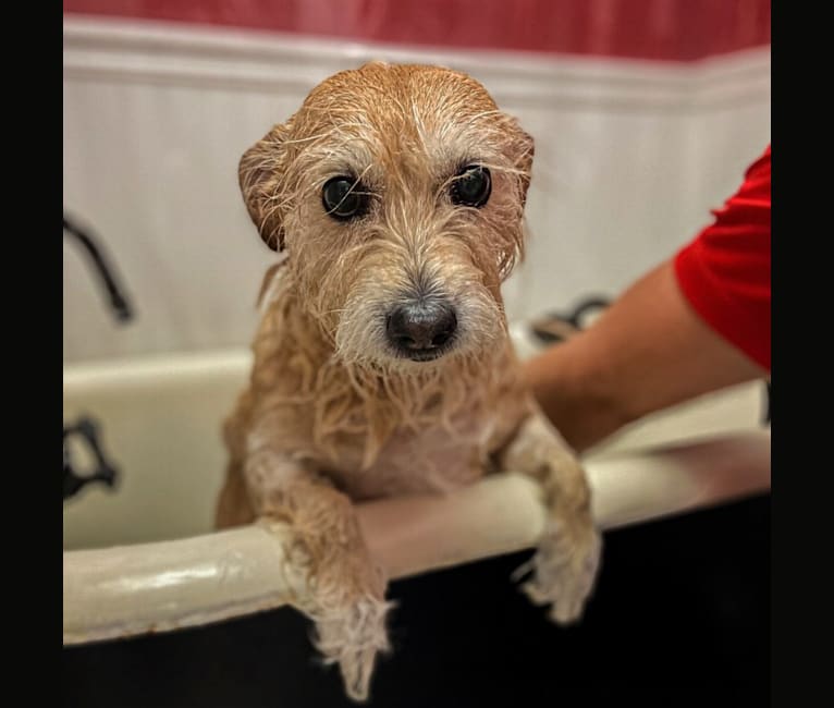 Penny, a Russell-type Terrier and Chihuahua mix tested with EmbarkVet.com