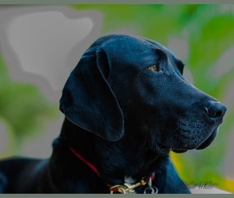 Joey, a Labrador Retriever and American English Coonhound mix tested with EmbarkVet.com