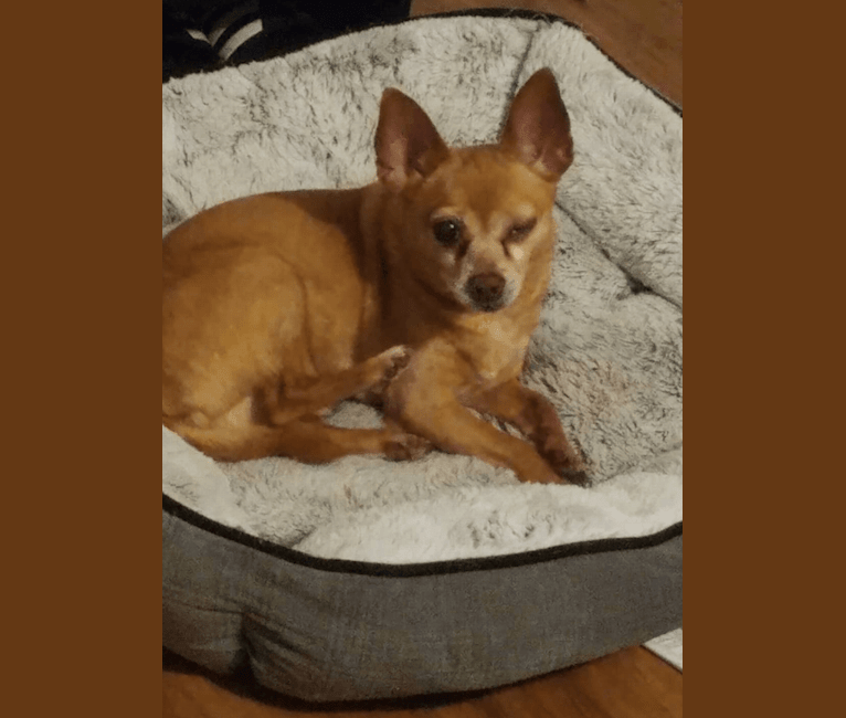 Photo of Cappo, a Chihuahua, Miniature Pinscher, Pug, Poodle (Small), and Mixed mix in Raeford, North Carolina, USA