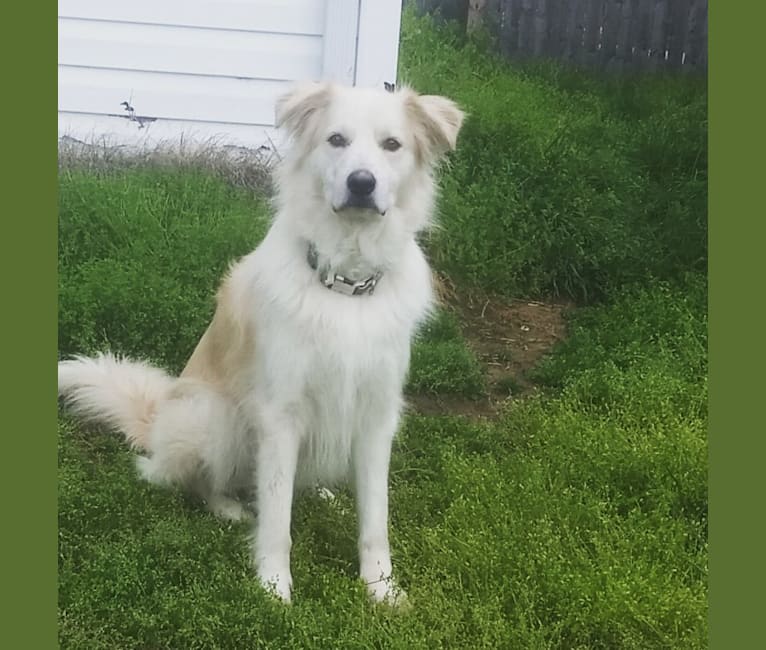 Embark Dog DNA Test Breed
