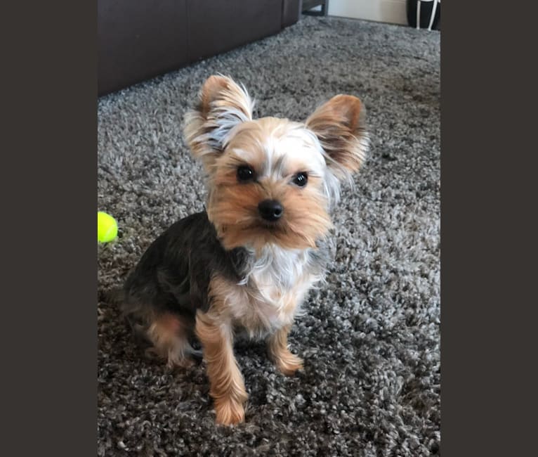 Cosmo, a Yorkshire Terrier tested with EmbarkVet.com