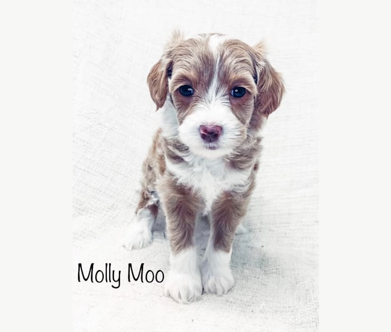 Molly Moo, a Goldendoodle tested with EmbarkVet.com
