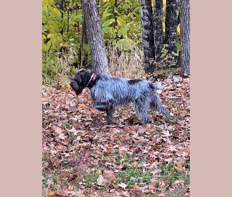 Max, a Wirehaired Pointing Griffon tested with EmbarkVet.com