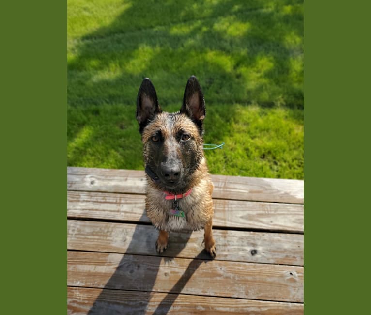 Shelby, a Belgian Malinois and Dutch Shepherd mix tested with EmbarkVet.com
