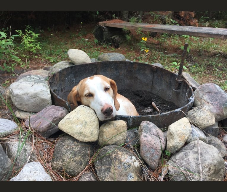 Lizzie, an American Foxhound tested with EmbarkVet.com