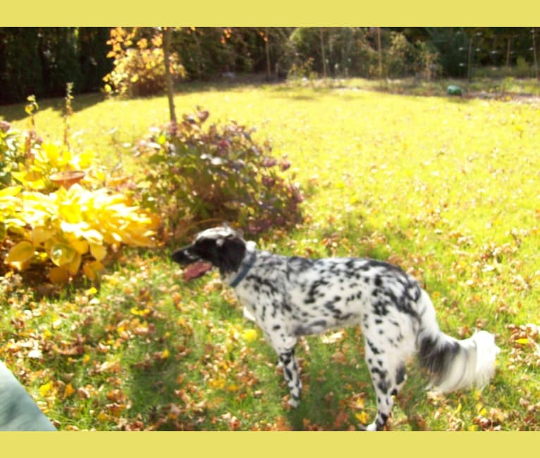 Embark Dog Dna Test Breed