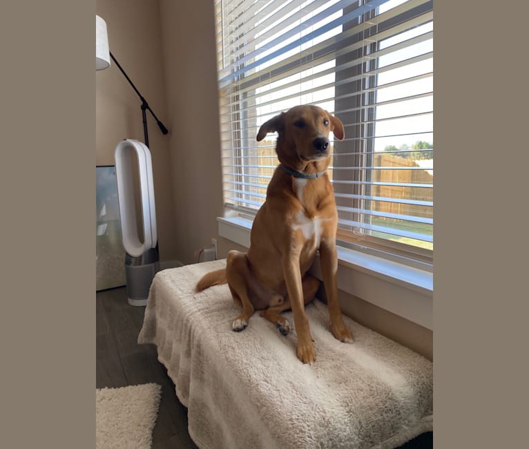 Sparky, an Australian Cattle Dog and Treeing Walker Coonhound mix tested with EmbarkVet.com