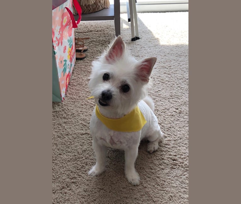 Leon, a Maltese and Chihuahua mix tested with EmbarkVet.com