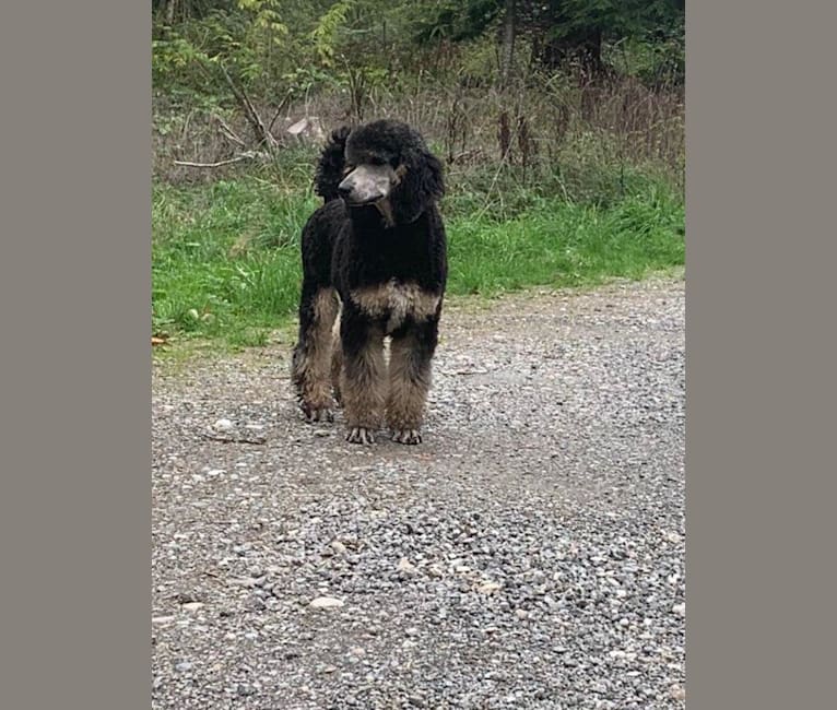 Kobra, a Poodle (Standard) tested with EmbarkVet.com