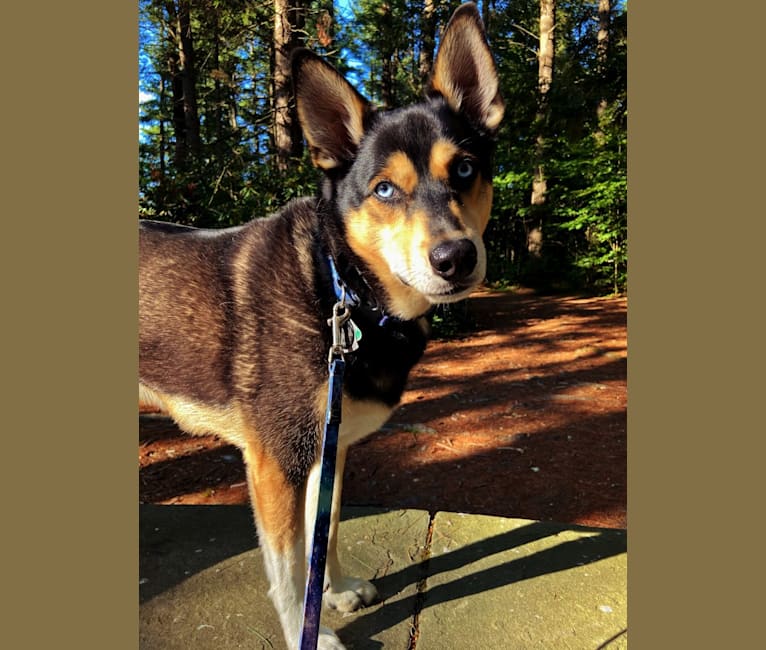 Milo, a Siberian Husky and Rat Terrier mix tested with EmbarkVet.com