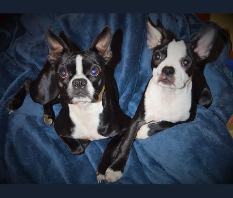 Serana, a Boston Terrier tested with EmbarkVet.com