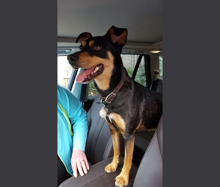 Enzo, a Miniature Pinscher and Border Collie mix tested with EmbarkVet.com