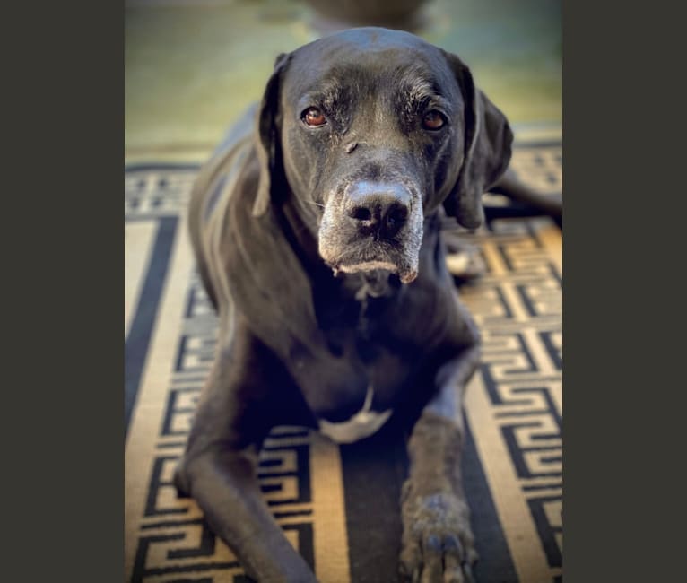 Molly, a Boxer and Weimaraner mix tested with EmbarkVet.com