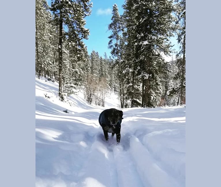 Sierra, a Mountain Cur tested with EmbarkVet.com