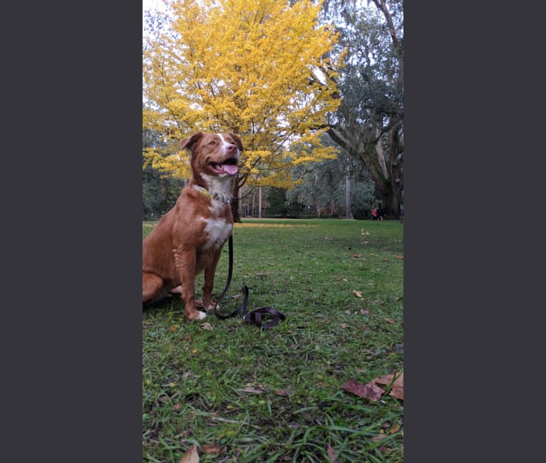 Photo of Boo, an American Pit Bull Terrier, Labrador Retriever, and Mixed mix in Auburn, Alabama, USA