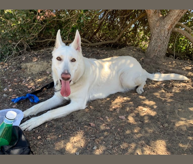 Bella, a German Shepherd Dog tested with EmbarkVet.com