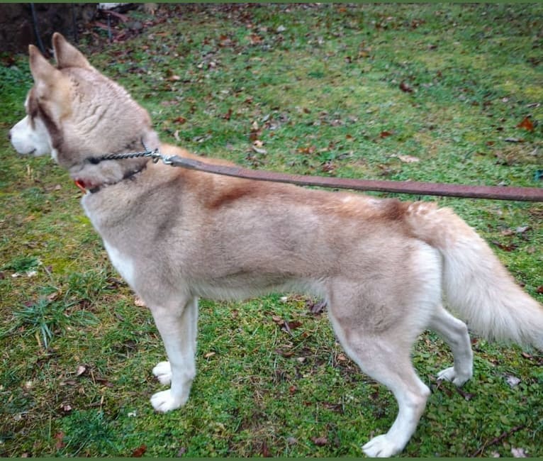 Calister Kennon, a Siberian Husky tested with EmbarkVet.com
