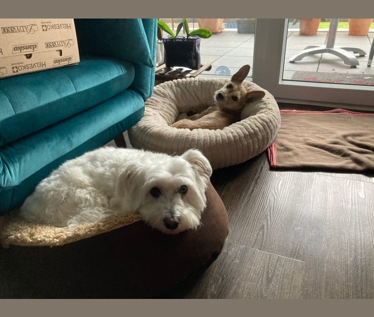 Photo of Kessie, a Poodle (Small), Yorkshire Terrier, Shih Tzu, Russell-type Terrier, and Mixed mix in Nijmegen, Gelderland, Nederland