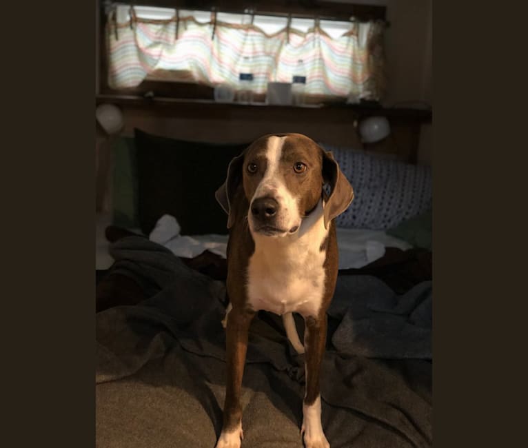 Nashville, a Coonhound and Mixed mix tested with EmbarkVet.com