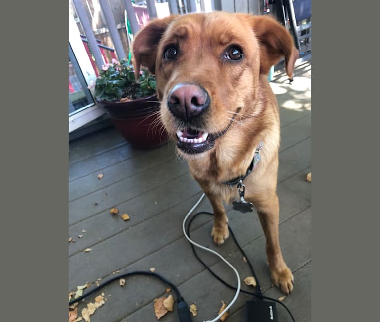 Lucy, an Australian Shepherd and Chow Chow mix tested with EmbarkVet.com