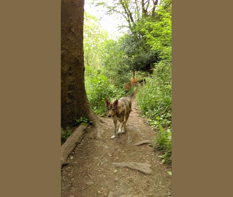 Wiley, a Middle Eastern Village Dog tested with EmbarkVet.com