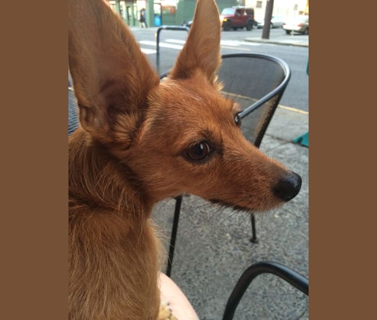 Dessert Dog, a Papillon and Yorkshire Terrier mix tested with EmbarkVet.com