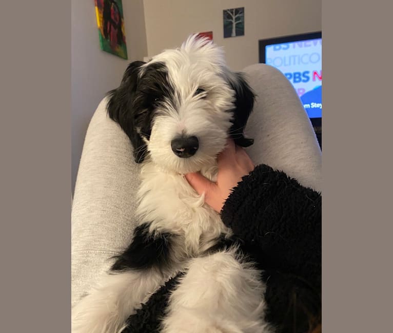 Owen, a Sheepadoodle tested with EmbarkVet.com