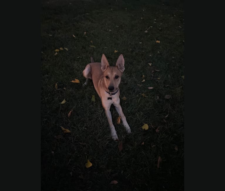 Photo of Nico, a German Shepherd Dog, Belgian Malinois, and Mixed mix