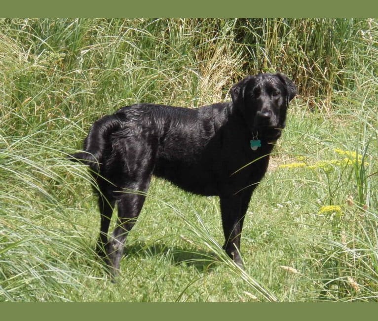 Camas, a Labrador Retriever and American Pit Bull Terrier mix tested with EmbarkVet.com