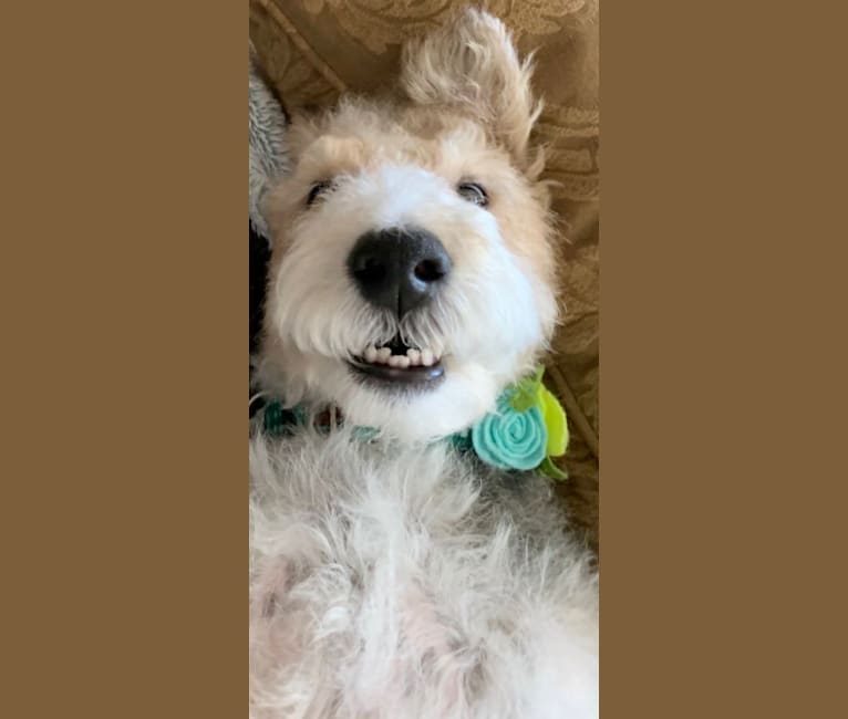 Lucy, a Wire Fox Terrier tested with EmbarkVet.com
