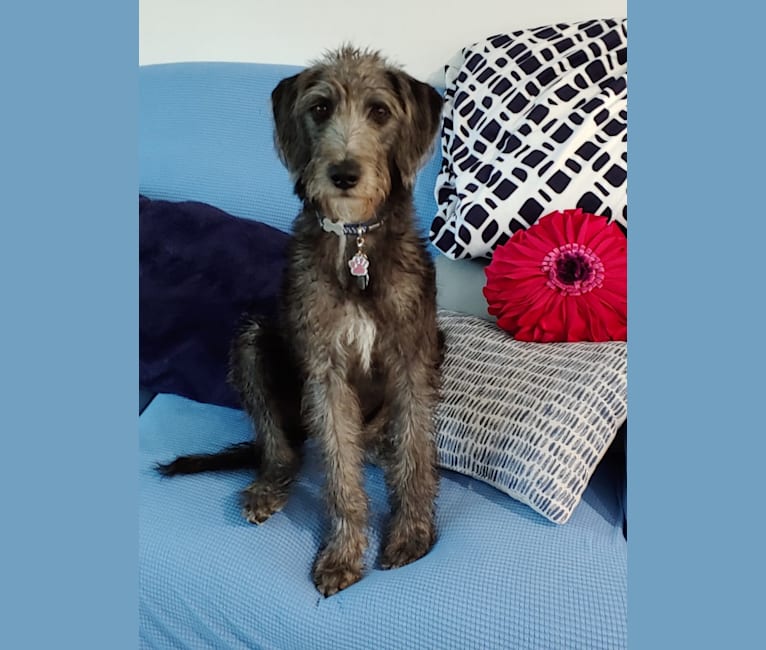 Maggie Mae, a Poodle (Standard) and Mountain Cur mix tested with EmbarkVet.com