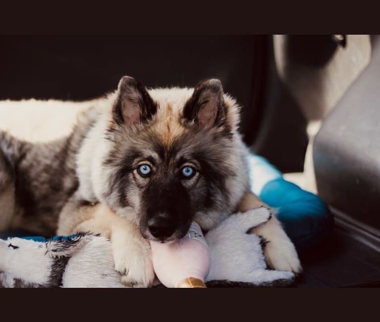 Kaia, a Siberian Husky tested with EmbarkVet.com