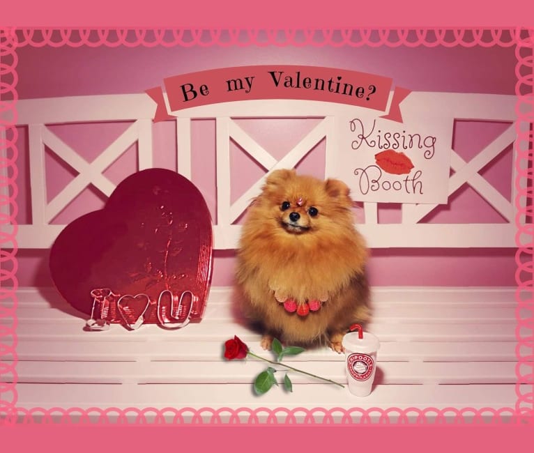 Poupée, a Pomeranian tested with EmbarkVet.com