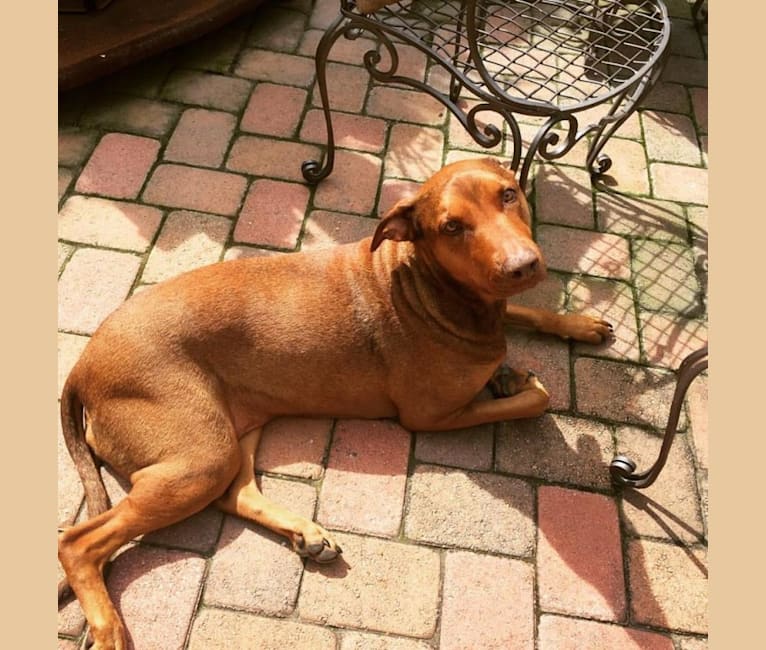 Bully 2025 doberman mix