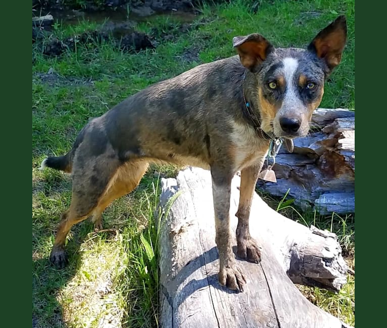 Daisy Jensen, an Australian Cattle Dog and Catahoula Leopard Dog mix tested with EmbarkVet.com