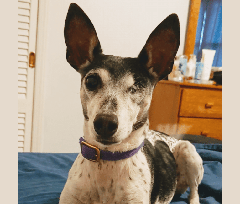 mountain cur rat terrier mix