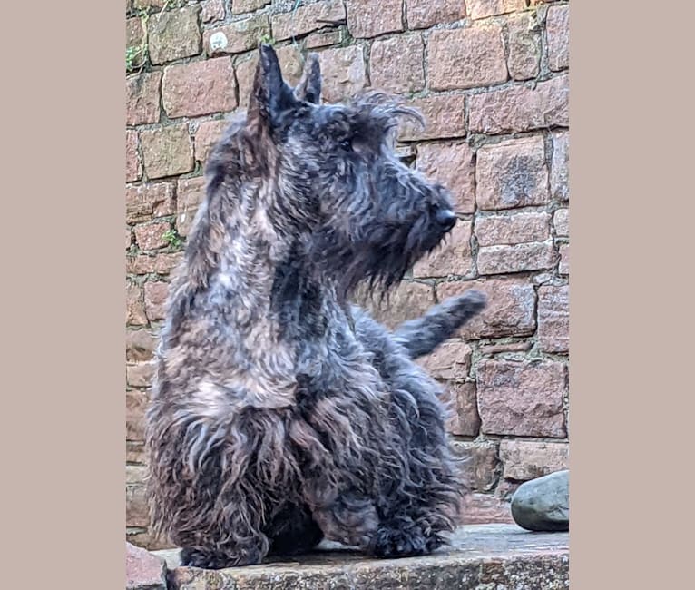 Photo of Mungo (TELLANDGRAY LOUIS OF ANCINNEADH), a Scottish Terrier  in Lincolnshire, UK