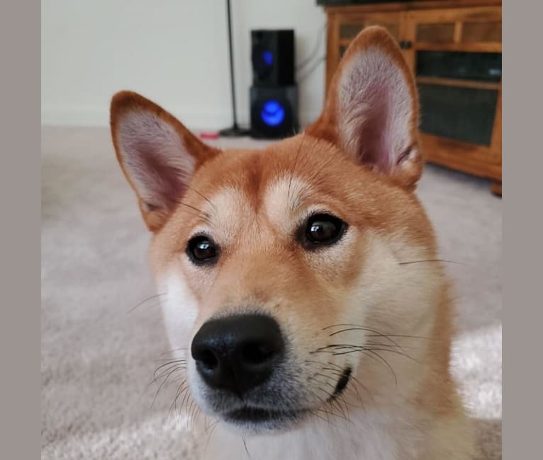 Noko, a Shiba Inu tested with EmbarkVet.com