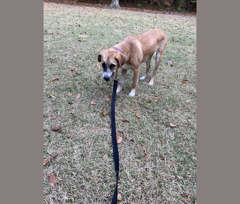 Photo of Willow, a Boxer, Australian Shepherd, Chow Chow, German Shepherd Dog, and Mixed mix in Clinton, North Carolina, USA