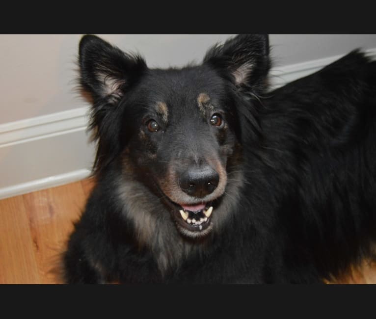 Cooper, a German Shepherd Dog and Golden Retriever mix tested with EmbarkVet.com