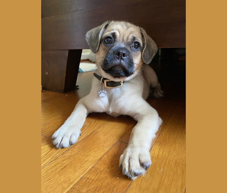 Bear, a Pug and Norwegian Elkhound mix tested with EmbarkVet.com