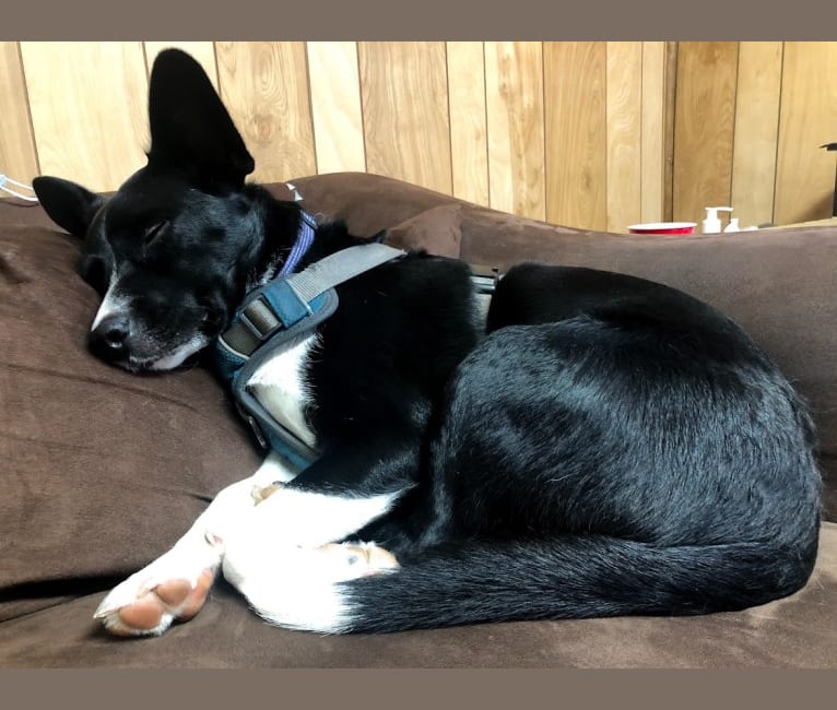 Newt, an Australian Cattle Dog and Border Collie mix tested with EmbarkVet.com