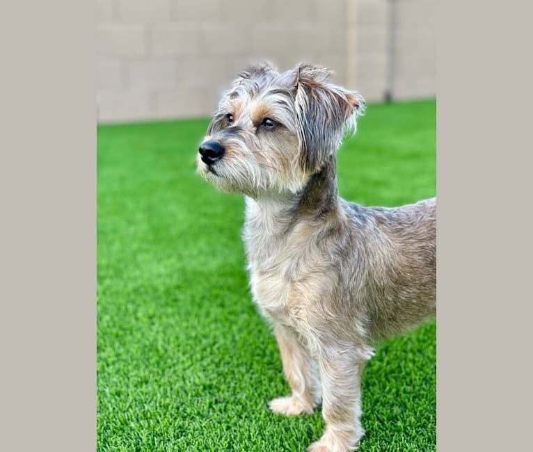 Chihuahua clearance cross schnauzer