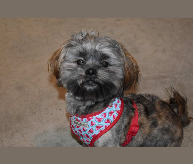 Leonardo da Vinci, a Shih Tzu and Yorkshire Terrier mix tested with EmbarkVet.com