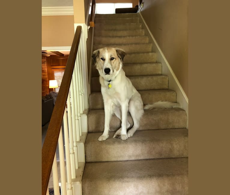 Pyrenees cheap hound mix
