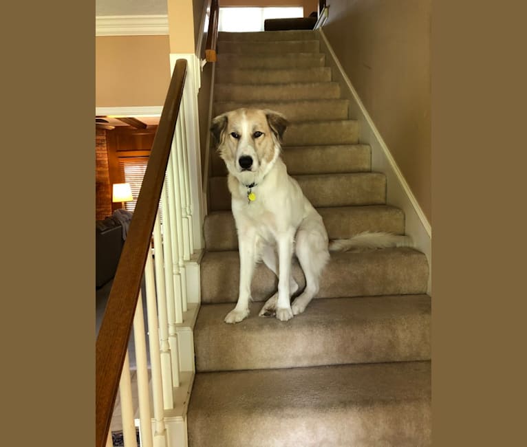 Captain, a Great Pyrenees and American Foxhound mix tested with EmbarkVet.com