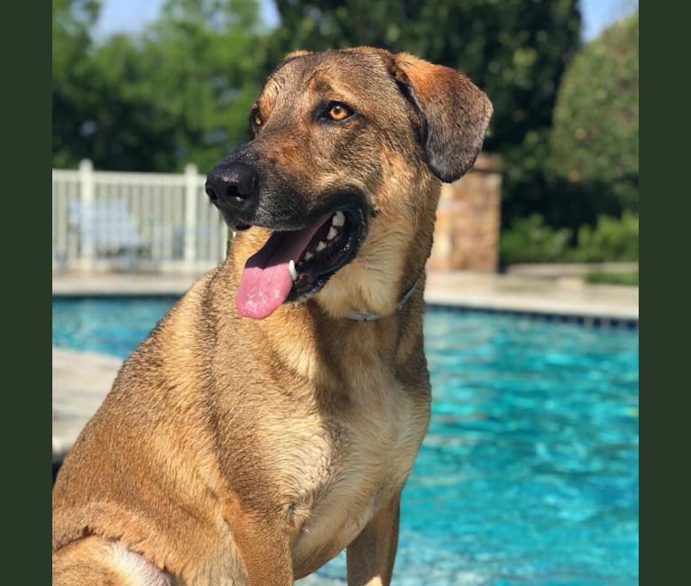 Moshe-Moo, a German Shepherd Dog and Beagle mix tested with EmbarkVet.com