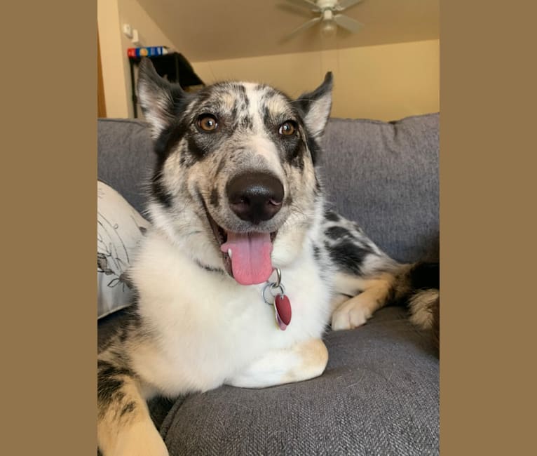 Carmen, a Collie and Siberian Husky mix tested with EmbarkVet.com