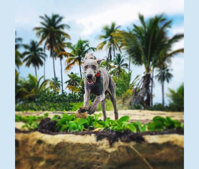 Arya the Weim, a Weimaraner tested with EmbarkVet.com