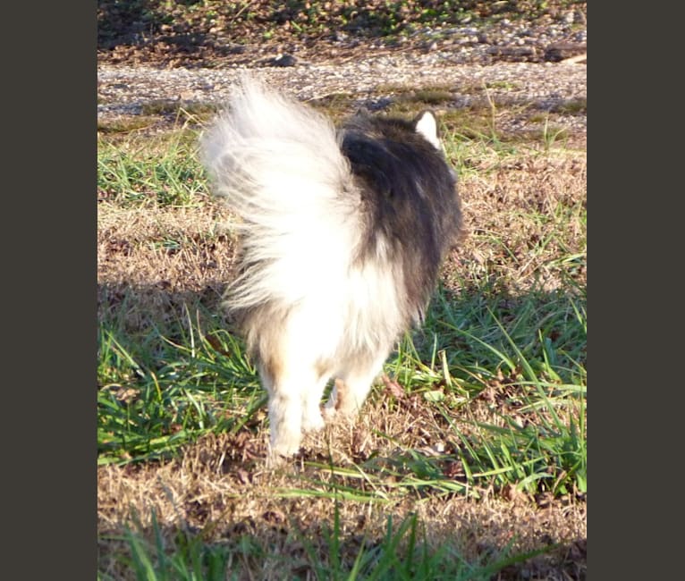 Photo of "NEO" NOVEL SIBERIAN'S SLEIGH RIDE, a Siberian Husky  in Alabama, USA